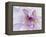 Purple Flower-Michele Westmorland-Framed Premier Image Canvas