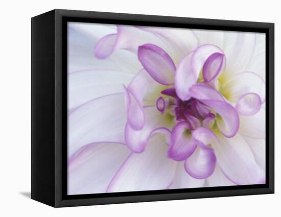 Purple Flower-Michele Westmorland-Framed Premier Image Canvas