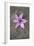 Purple Flower-Den Reader-Framed Photographic Print