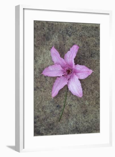 Purple Flower-Den Reader-Framed Photographic Print