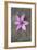 Purple Flower-Den Reader-Framed Photographic Print