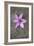 Purple Flower-Den Reader-Framed Photographic Print