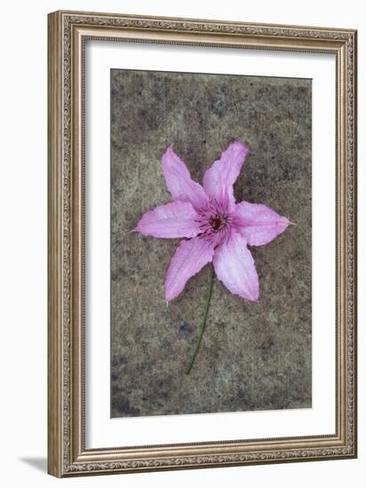 Purple Flower-Den Reader-Framed Photographic Print