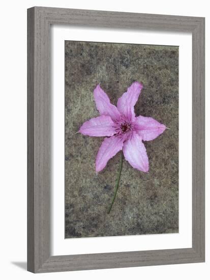 Purple Flower-Den Reader-Framed Photographic Print