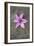 Purple Flower-Den Reader-Framed Photographic Print