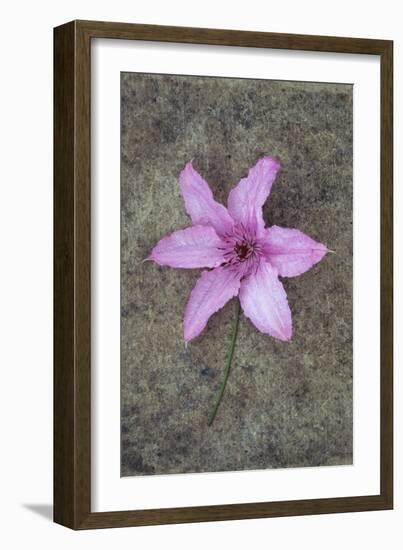 Purple Flower-Den Reader-Framed Photographic Print