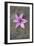 Purple Flower-Den Reader-Framed Photographic Print