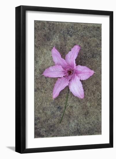 Purple Flower-Den Reader-Framed Photographic Print