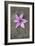 Purple Flower-Den Reader-Framed Photographic Print