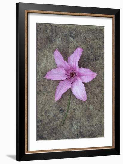 Purple Flower-Den Reader-Framed Photographic Print