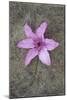 Purple Flower-Den Reader-Mounted Photographic Print