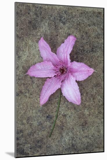 Purple Flower-Den Reader-Mounted Photographic Print