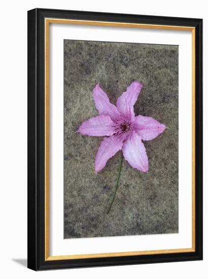 Purple Flower-Den Reader-Framed Photographic Print