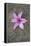Purple Flower-Den Reader-Framed Premier Image Canvas