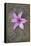 Purple Flower-Den Reader-Framed Premier Image Canvas