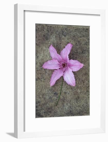 Purple Flower-Den Reader-Framed Premium Photographic Print