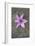 Purple Flower-Den Reader-Framed Premium Photographic Print