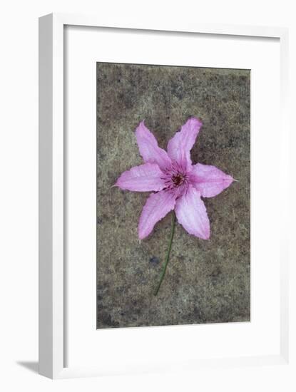 Purple Flower-Den Reader-Framed Premium Photographic Print