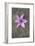 Purple Flower-Den Reader-Framed Premium Photographic Print