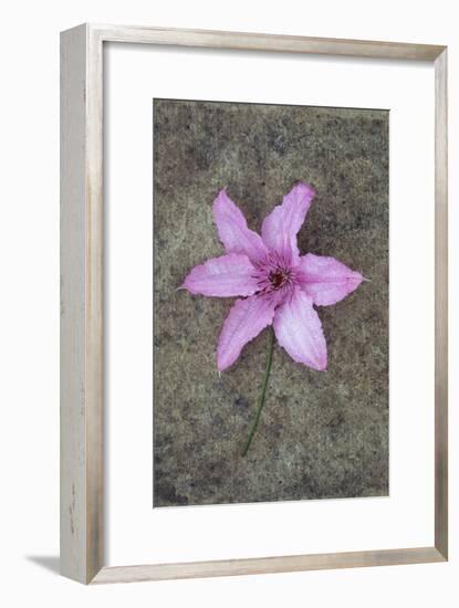 Purple Flower-Den Reader-Framed Premium Photographic Print