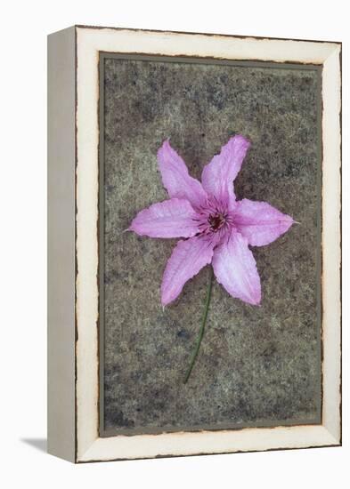 Purple Flower-Den Reader-Framed Premier Image Canvas