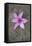 Purple Flower-Den Reader-Framed Premier Image Canvas