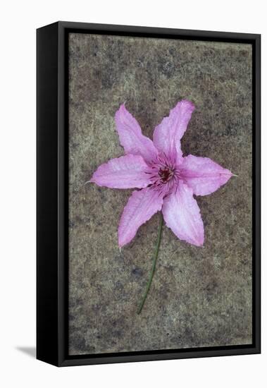 Purple Flower-Den Reader-Framed Premier Image Canvas