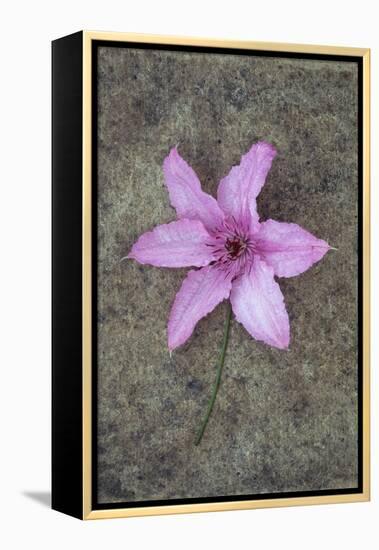 Purple Flower-Den Reader-Framed Premier Image Canvas