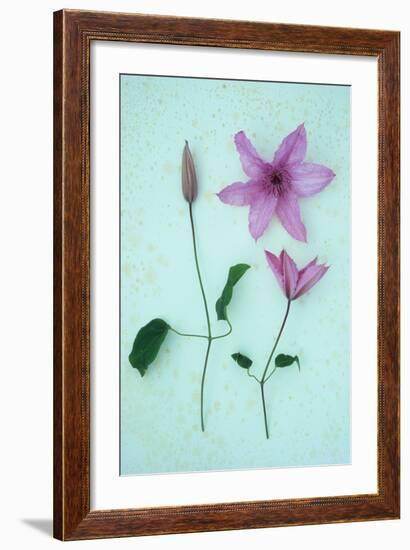 Purple Flower-Den Reader-Framed Photographic Print