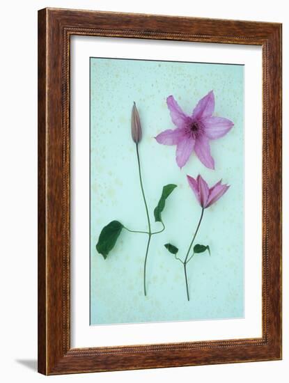 Purple Flower-Den Reader-Framed Photographic Print