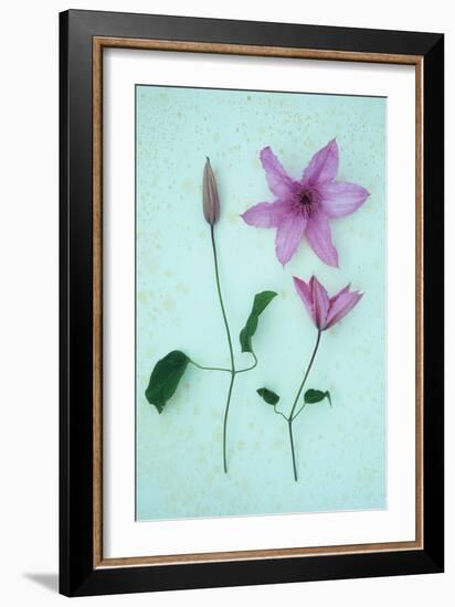 Purple Flower-Den Reader-Framed Photographic Print