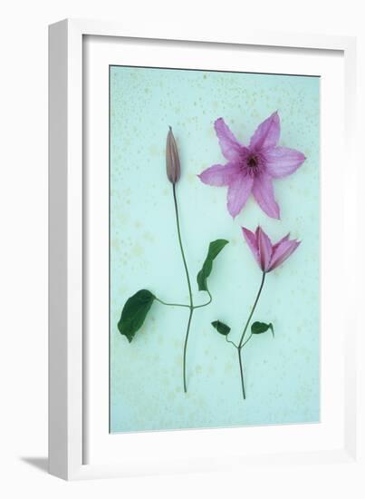 Purple Flower-Den Reader-Framed Photographic Print