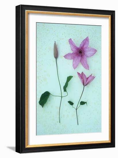 Purple Flower-Den Reader-Framed Photographic Print