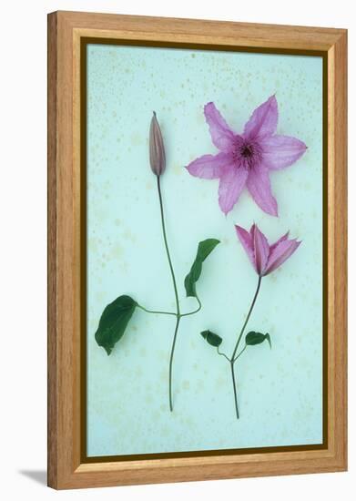 Purple Flower-Den Reader-Framed Premier Image Canvas