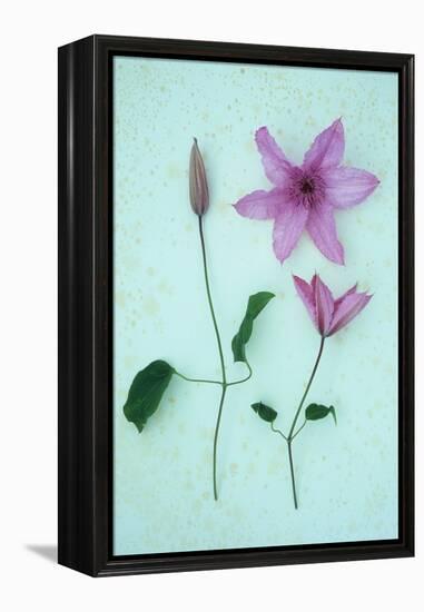 Purple Flower-Den Reader-Framed Premier Image Canvas