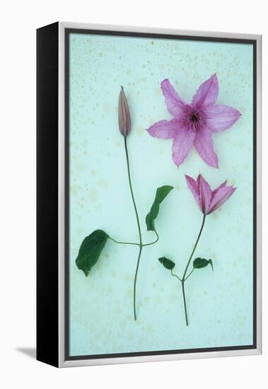 Purple Flower-Den Reader-Framed Premier Image Canvas