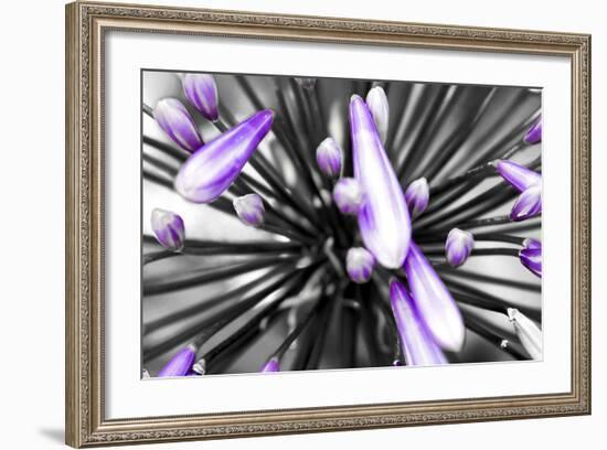 Purple Flower-PhotoINC-Framed Photographic Print