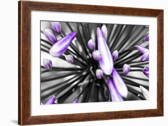 Purple Flower-PhotoINC-Framed Photographic Print