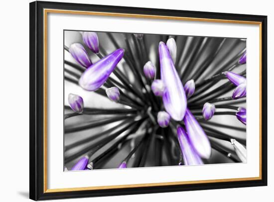 Purple Flower-PhotoINC-Framed Photographic Print