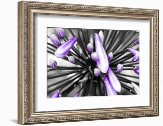 Purple Flower-PhotoINC-Framed Photographic Print