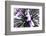 Purple Flower-PhotoINC-Framed Photographic Print