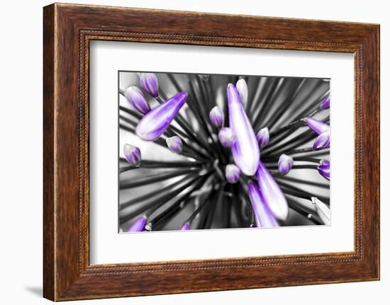 Purple Flower-PhotoINC-Framed Photographic Print