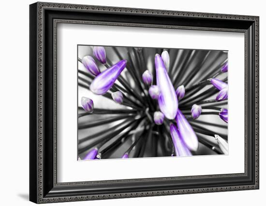 Purple Flower-PhotoINC-Framed Photographic Print