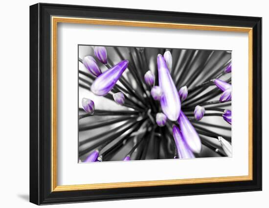 Purple Flower-PhotoINC-Framed Photographic Print