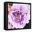 Purple Flower-Emily Navas-Framed Stretched Canvas