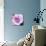 Purple Flower-Emily Navas-Mounted Art Print displayed on a wall