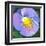 Purple Flower-Scott Westmoreland-Framed Art Print