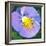 Purple Flower-Scott Westmoreland-Framed Art Print