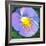 Purple Flower-Scott Westmoreland-Framed Art Print