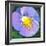 Purple Flower-Scott Westmoreland-Framed Art Print